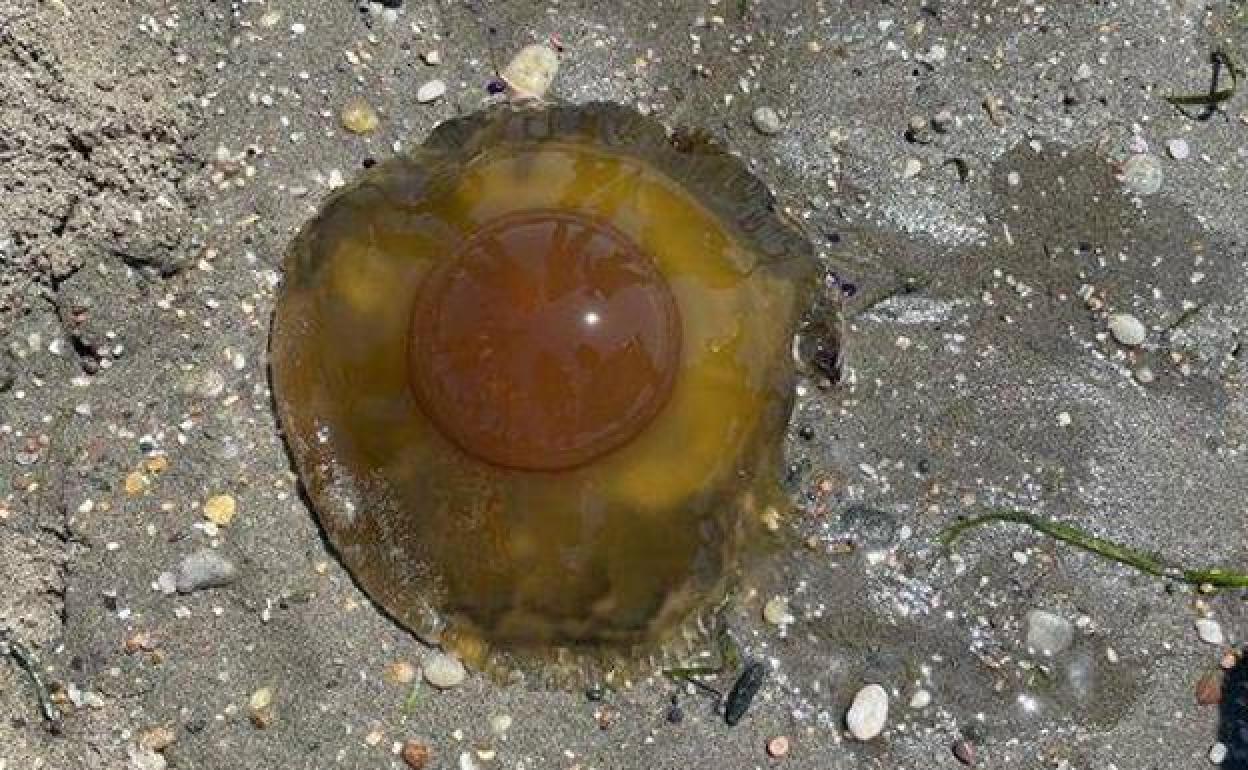 Así Es La Medusa Huevo Frito Que Puedes Encontrarte En Las Playas De